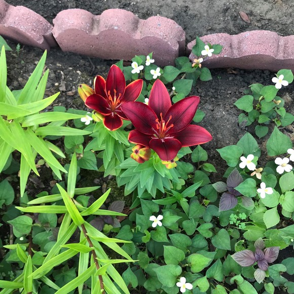 anbanh309